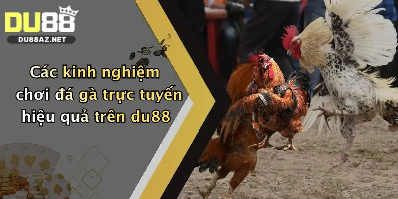 Các kinh nghiệm chơi đá gà trực tuyến hiệu quả trên du88
